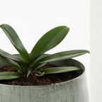 Spacious Light Grey Metal Planter – Contemporary Industrial Design