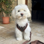 Dog Harness and Leash Set for Walking and Training – Adjustable Comfortable Harness for Small and Large Dogs