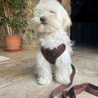 Dog Harness and Leash Set for Walking and Training – Adjustable Comfortable Harness for Small and Large Dogs