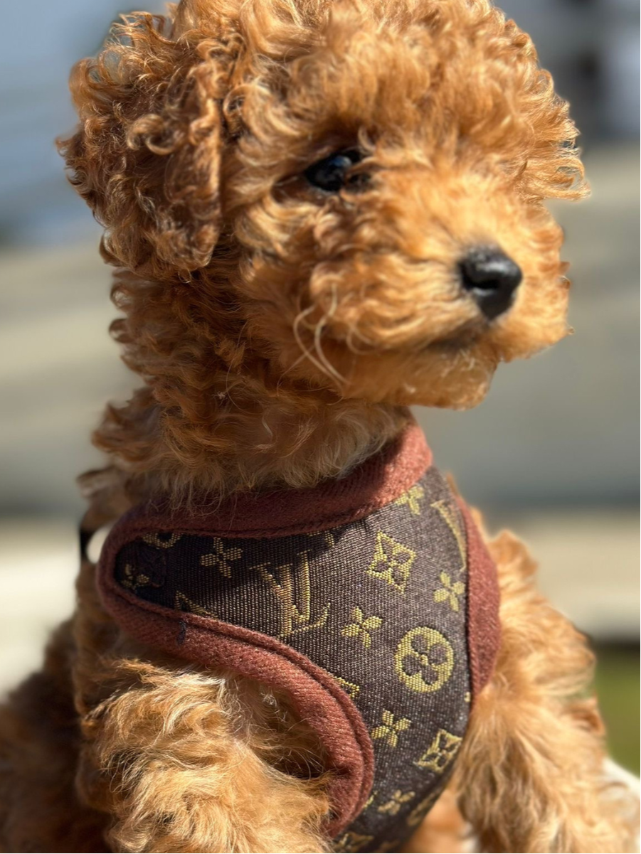 Dog Harness and Leash Set for Walking and Training – Adjustable Comfortable Harness for Small and Large Dogs