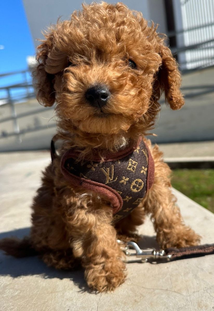 Dog Harness and Leash Set for Walking and Training – Adjustable Comfortable Harness for Small and Large Dogs