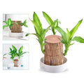 Brazilian Wood Plant Lucky Air Purifying Desktop Wooden Stump Low Maintenance Water - Image 1