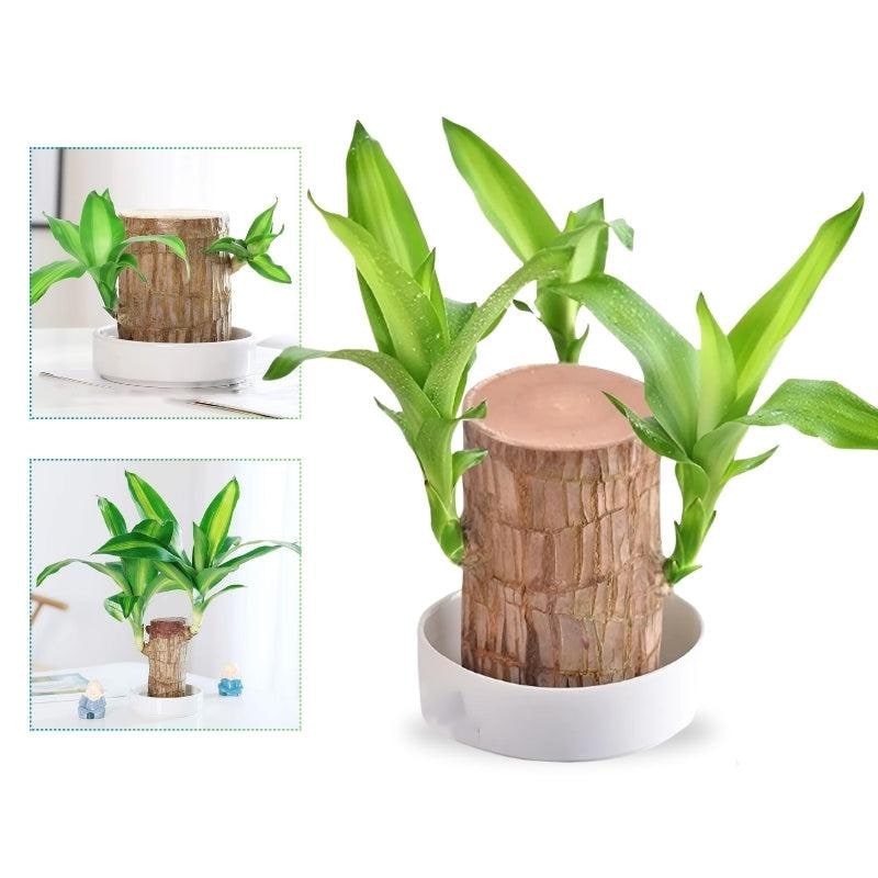 Brazilian Wood Plant Lucky Air Purifying Desktop Wooden Stump Low Maintenance Water - Image 1