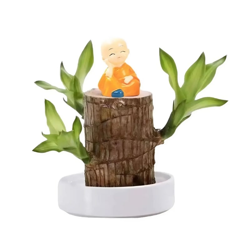 Brazilian Wood Plant Lucky Air Purifying Desktop Wooden Stump Low Maintenance Water - Image 2