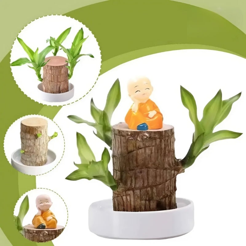 Brazilian Wood Plant Lucky Air Purifying Desktop Wooden Stump Low Maintenance Water - Image 3