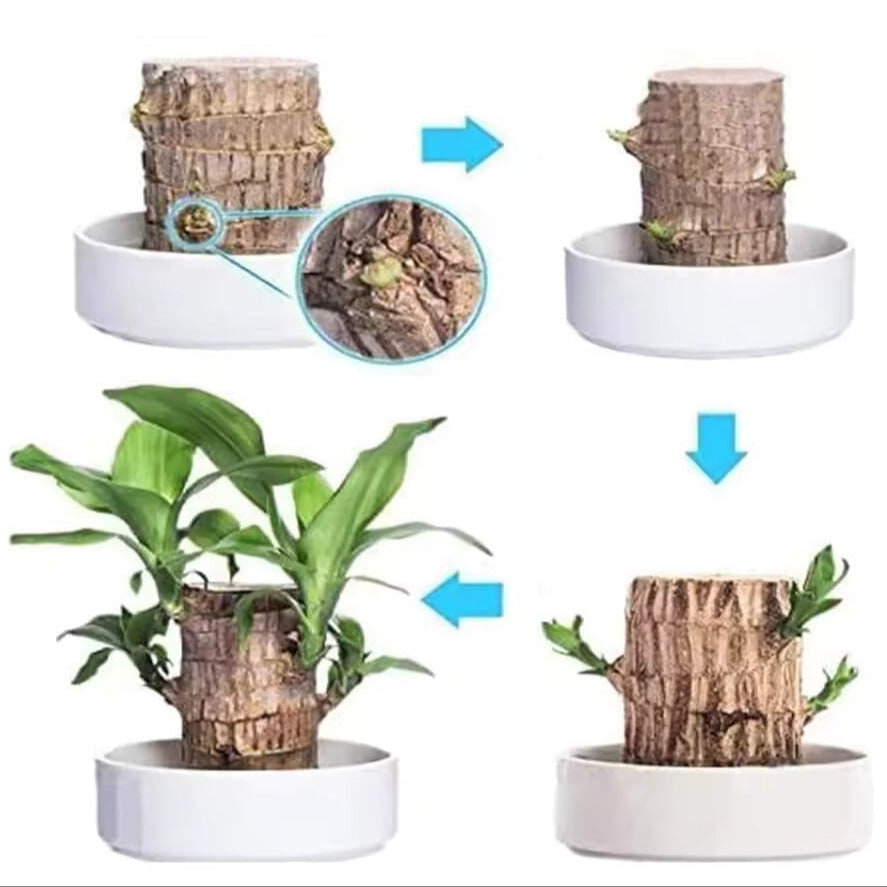 Brazilian Wood Plant Lucky Air Purifying Desktop Wooden Stump Low Maintenance Water - Image 4
