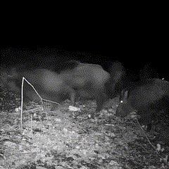Cell Trail Camera with Night Vision Waterproof Camouflage Housing and Sd Card Slot - Image 4