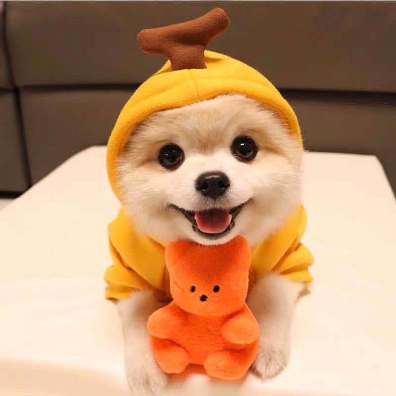 Dog Halloween Costumes and Outfits with Custom T-Shirts Fleece Hoodie with Novelty Hood for Small - Image 10