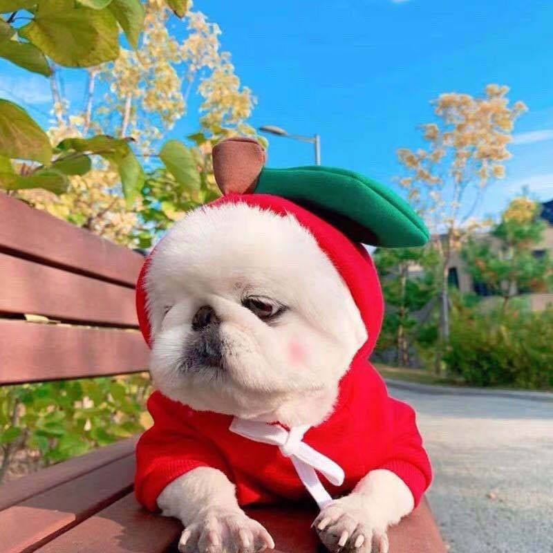 Dog Halloween Costumes and Outfits with Custom T-Shirts Fleece Hoodie with Novelty Hood for Small - Image 14
