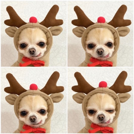 Dog Halloween Costumes and Outfits with Custom T-Shirts Fleece Hoodie with Novelty Hood for Small - Image 4