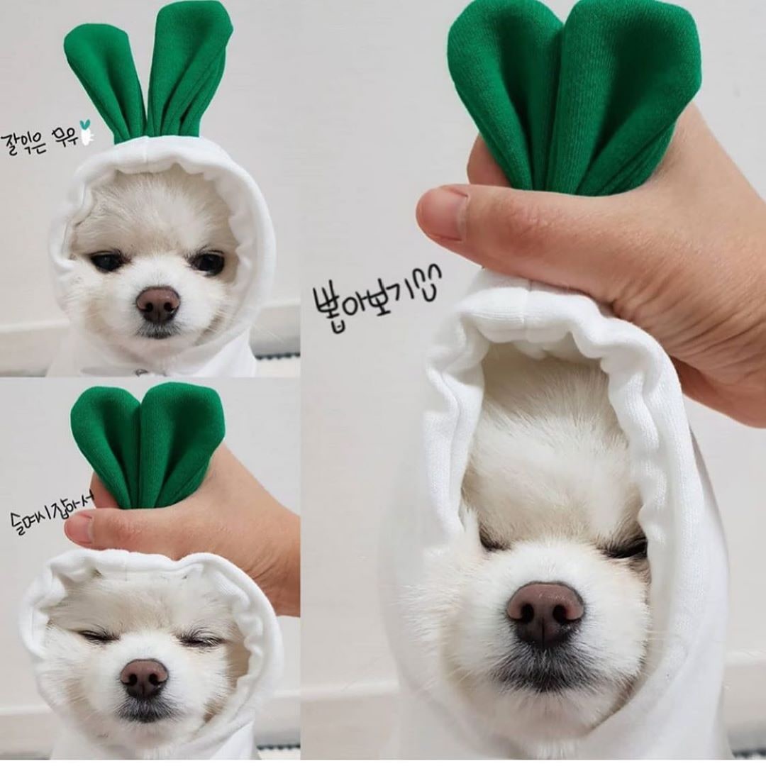Dog Halloween Costumes and Outfits with Custom T-Shirts Fleece Hoodie with Novelty Hood for Small - Image 5