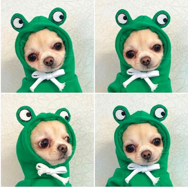Dog Halloween Costumes and Outfits with Custom T-Shirts Fleece Hoodie with Novelty Hood for Small - Image 9