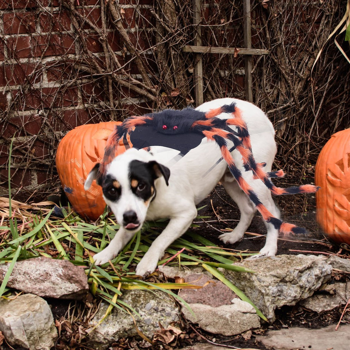 Dog Spider Costume with Bendable Fuzzy Legs for Halloween Pet Cats - Image 10