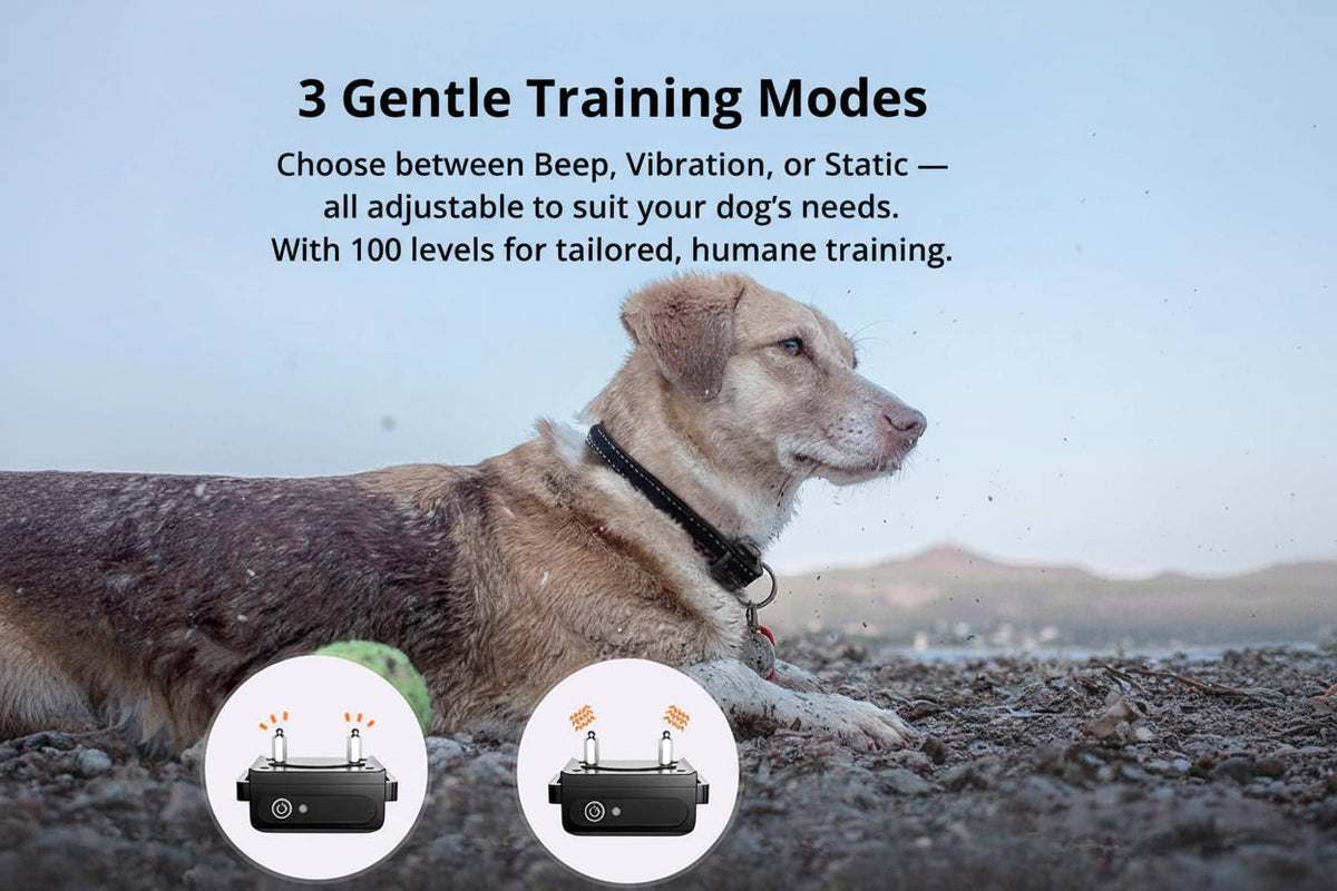Dog Training Collar with Remote Control Waterproof Receiver and Name Tag Shock - Image 2