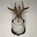 Faux Taxidermy Jackalope Head Wall Mount with Wooden Plaque - Image 1
