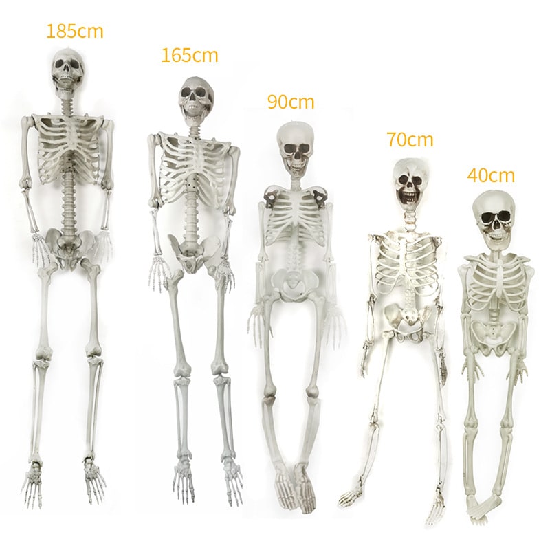 Halloween Skeleton Decoration and Prop Posable Plastic with Articulated Joints - Image 3