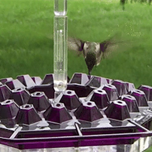 Hummingbird Feeder with Hexagonal Ports and Homemade Nectar Dish - Image 2