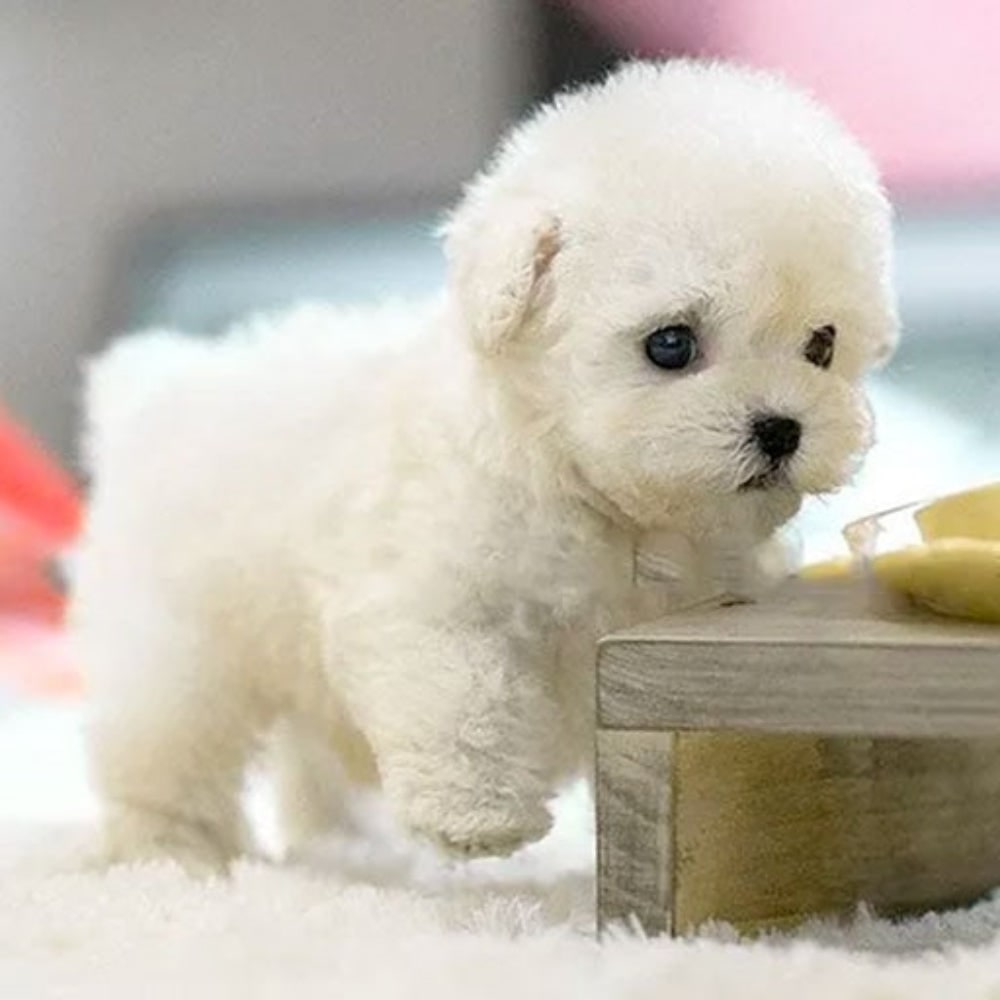 Interactive Dog Toys and Plush Puppy Stuffed Animal with Soft Fur and Sound - Image 2