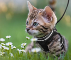 Cat Harness and Leash Set for Outdoor Adventures – Adjustable Comfortable Harness for Safe Walks and Training