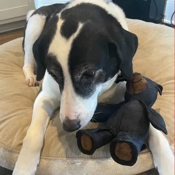 Men's Plush Dog Toy for Heavy Chewers with Reinforced Stitching and Durable Canvas - Image 5