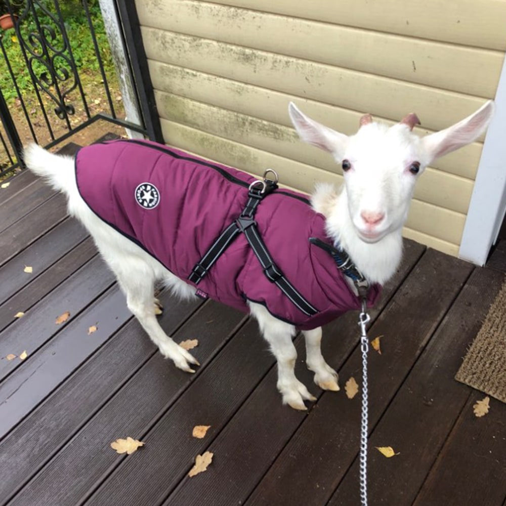 Winter Dog Coat with Harness for Cold Weather Water Resistant Quilted Vest with Reflective Straps - Image 14